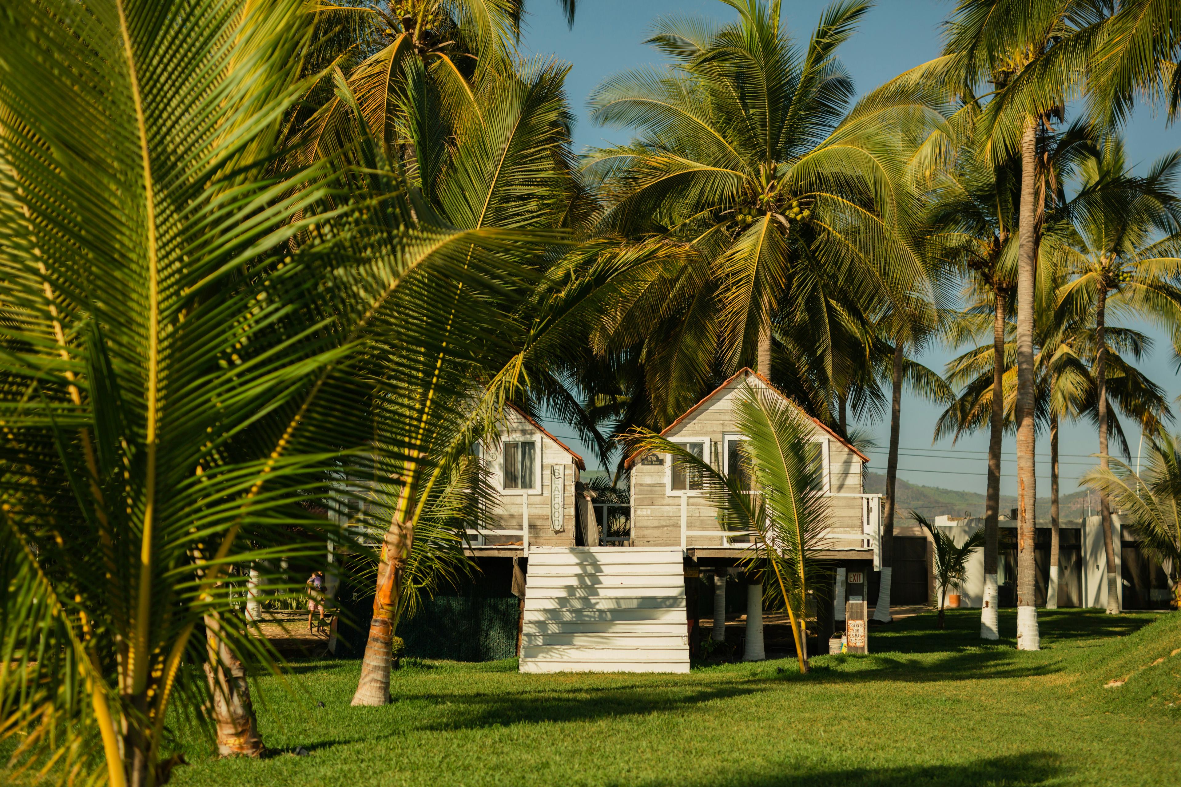 Tropical beach cabins surrounded by palm trees at golden hour